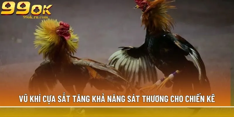 Vũ khí cựa sắt tăng khả năng sát thương cho chiến kê